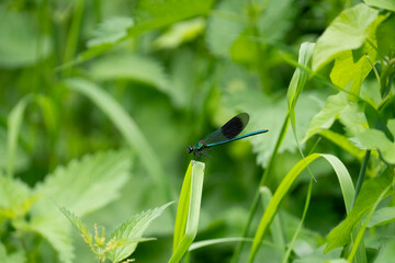 Male Banded  Demoiselle Damselfly (Calopteryx splendens)