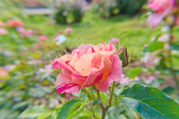 Beautiful pink and orange spotted rose in the garden