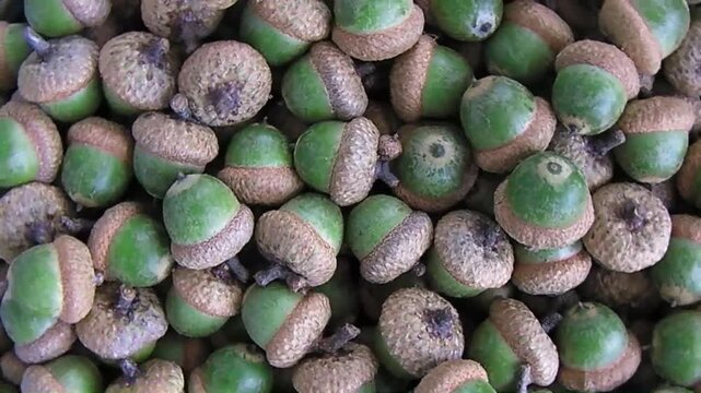 many green acorns from the oak rotate clockwise