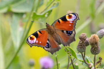 The peacock butterfly (Aglais io)