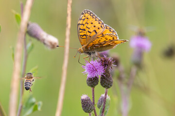 The bog fritillary (Boloria eunomia) butterfly