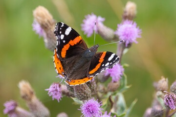 The red admiral (Vanessa atalanta) butterfly