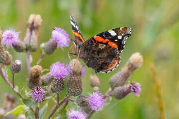 The red admiral (Vanessa atalanta) butterfly