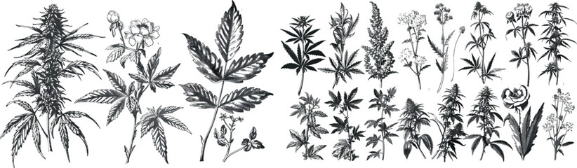 The set of black and white autumn flowers is a vintage modern botanical illustration.