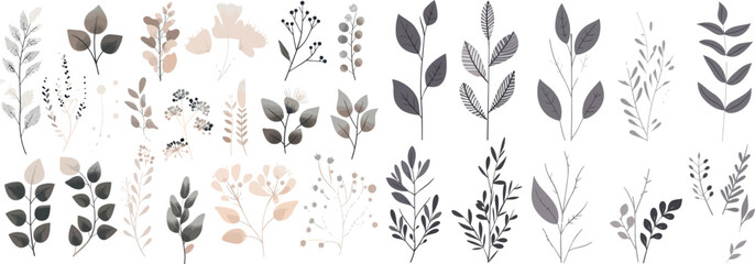 Isolated on white background, botanical silhouette leaves.