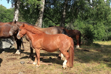 Fototapeta premium Free living horses during the summer. Lejondals nature reserve, Stockholm, Sweden.