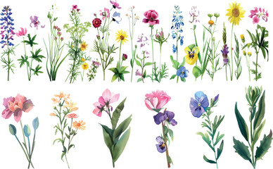 Hand-drawn flowers and herbs in watercolor. Botanical plant illustrations.