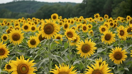 Fototapeta premium Wide shot of a vibrant sunflower field. 