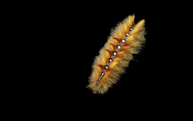 caterpillar on a black background