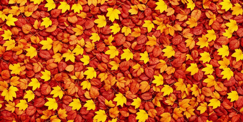 Colorful seasonal autumn background pattern, Vibrant carpet of fallen forest red, orange and yellow leaves.
