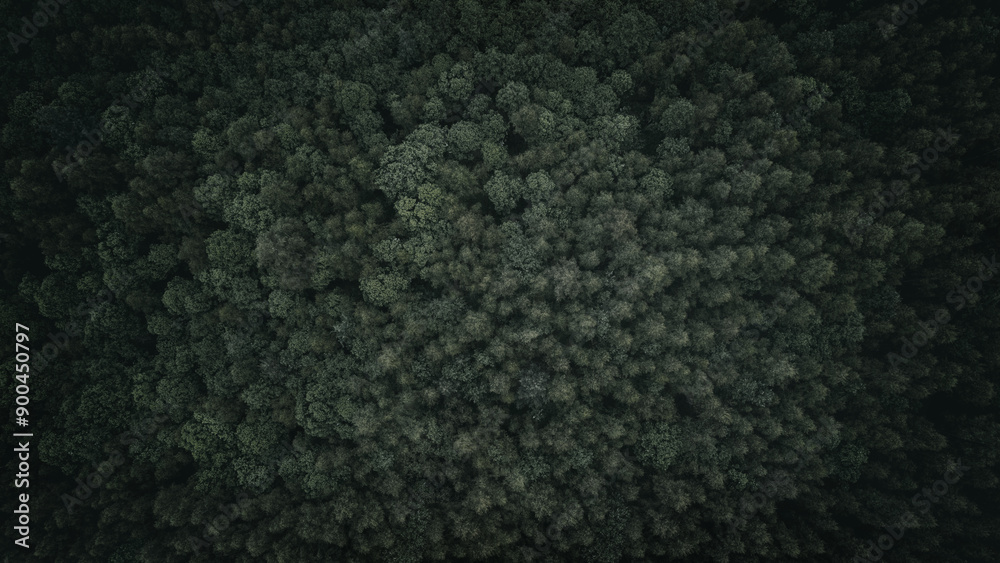 Poster Aerial view of green summer forest with spruce and pine trees forest view from above, aerial top view with copy space design for web banner