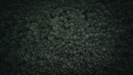 Fototapeta premium Aerial view of green summer forest with spruce and pine trees forest view from above, aerial top view with copy space design for web banner