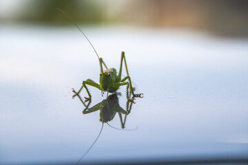 Grashüpfer von vorne spiegelt sich auf einer glatten Oberfläche