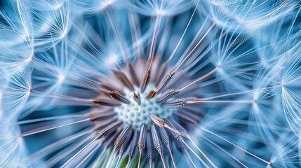Fototapeta premium Macro shot of a dandelion seed. 