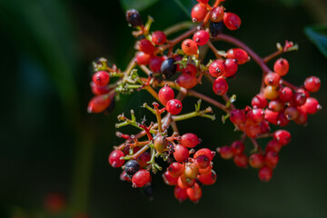 小鳥が好むヤツデの実01