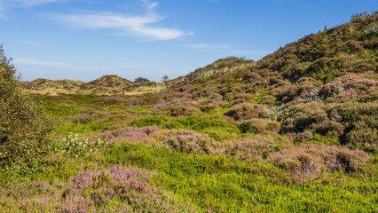 Dunes landscape with blooming heather at wadden islands the Netherlands