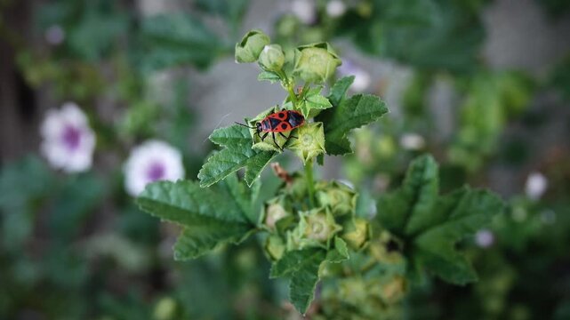 Feuerwanze