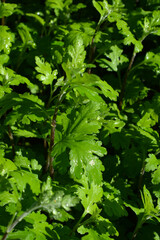 Beautiful and bright nature, green chrysanthemum bushes illuminated by sunlight.