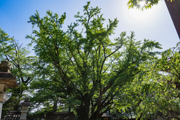 茨城　西念寺のイチョウ（笠間市）