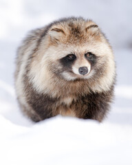 fluffy raccoon dog in snow