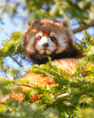 red panda