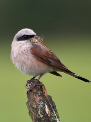 Neuntöter (Männchen) mit Beute