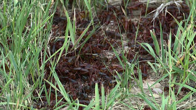 Cicadas invasion all crawled up together to lay egg and reproduce.