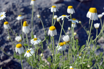 Beautiful and colorful nature, bright greenery with beautiful flowers. Bright daisies with white petals growing on an outdoor lawn in spring.