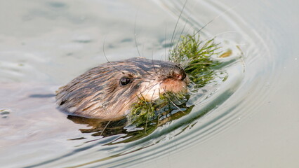 otter in the water