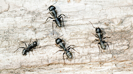 ant on the ground