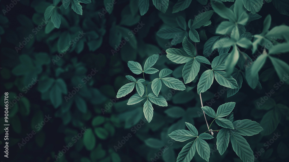 Wall mural green leaves and branches of a tree on a dark background