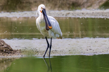 UCCELLO SPATOLA NELL'OASI NATURALISTICA DI MANZOLINO