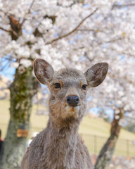 deer and sakura