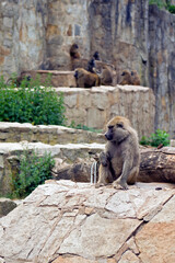 Portrait of a brown baboon in front of the herd and sandy rocks