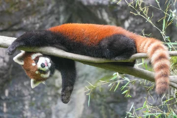Gardinen Panda red panda hanging on a tree  © redpandian