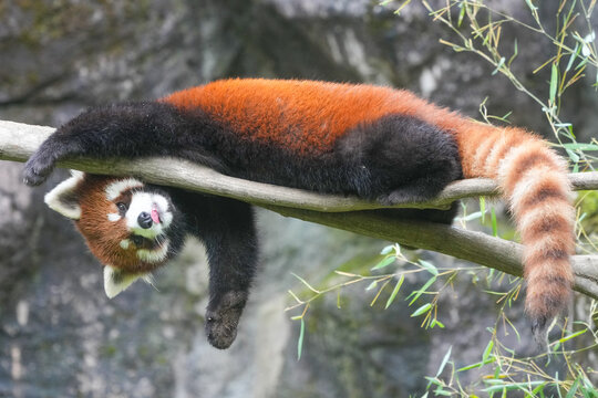 red panda hanging on a tree