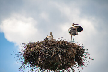 Fototapeta premium zwei Störche im Nest, einer steht, der andere sitzt
