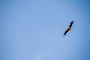 Fliegender Storch am Himmel