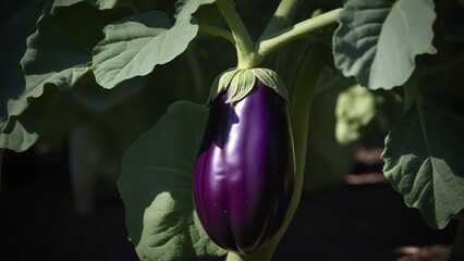 Eggplant Growing on a Plant
