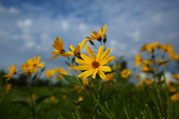 Helianthus tuberosus or topinambur in the summer field