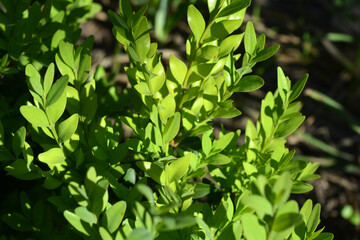 Beautiful and bright nature, young green small boxwood leaves illuminated by sunlight.
