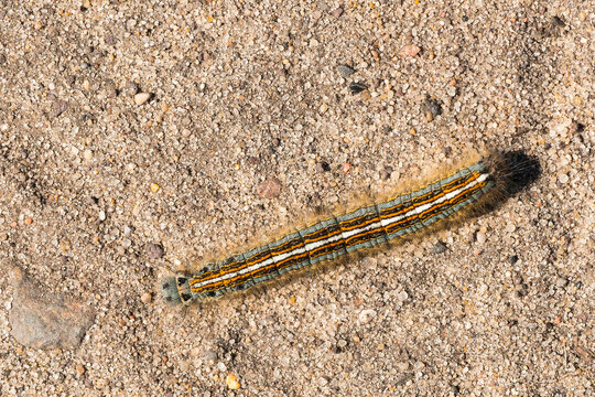 Raupe des Ringelspinner (Malacosoma neustria)	