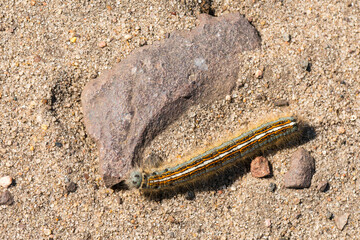 Raupe des Ringelspinner (Malacosoma neustria)	