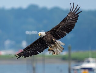 Eagle above the ocean