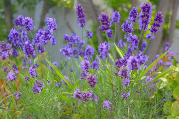 Obraz premium a close-up of lavender flowers in bloom. The flowers are a vibrant purple color and have a delicate fragrant aroma