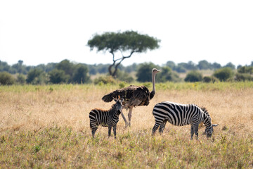 Zebras and Ostrich in Savannah