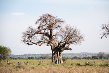 Baobab Tree in the Savannah with Zebras