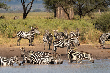 Obraz premium Zebras drinking at waterhole