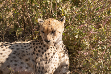 cheetah in serengeti national park