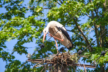 Ein schwarz wei&szlig;er Storch sitzt auf dem Rest seines Nestes und kratzt sich am Kinn